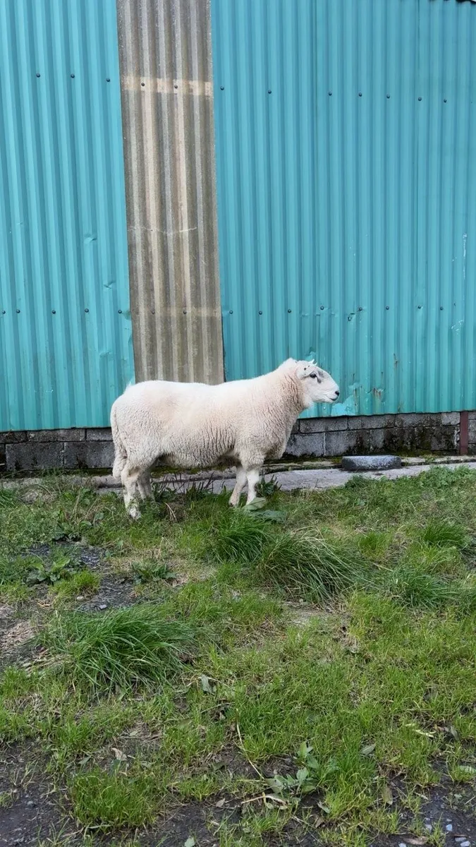 Sheep - Image 2