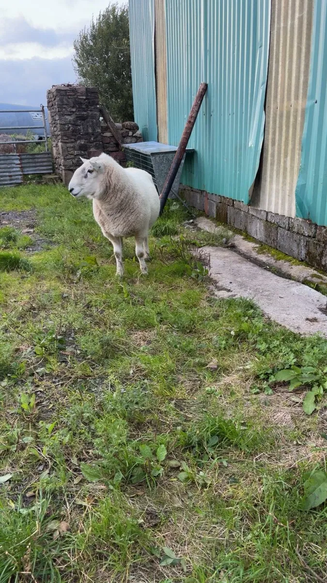 Sheep - Image 3