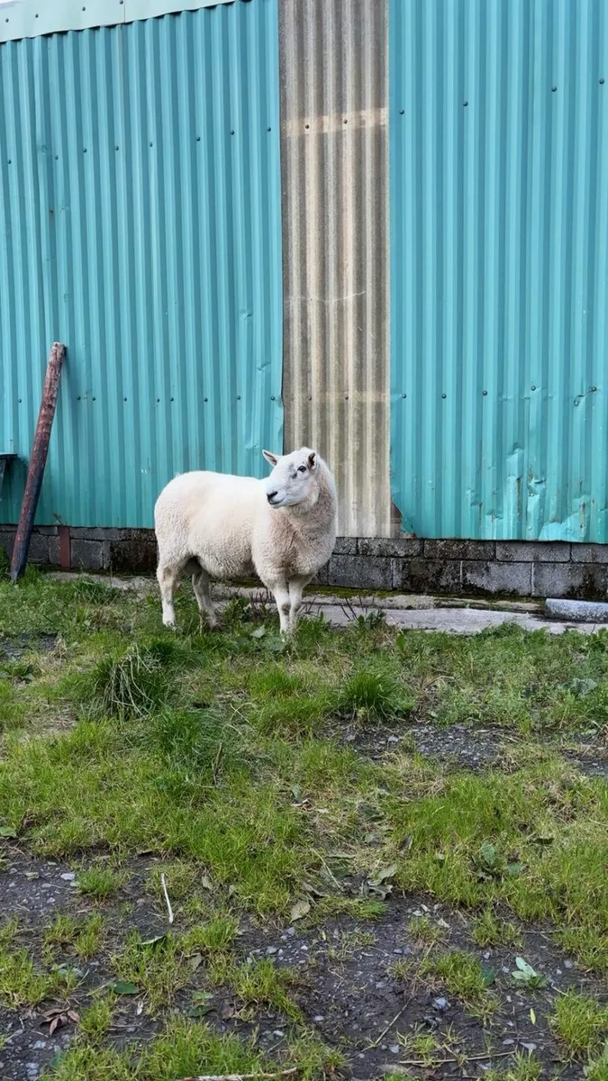 Sheep - Image 4