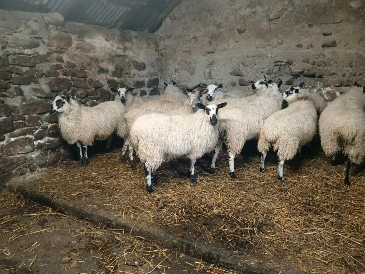 Mule ewe lambs - Image 2