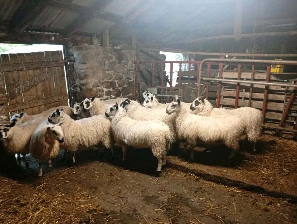 Mule ewe lambs - Image 3