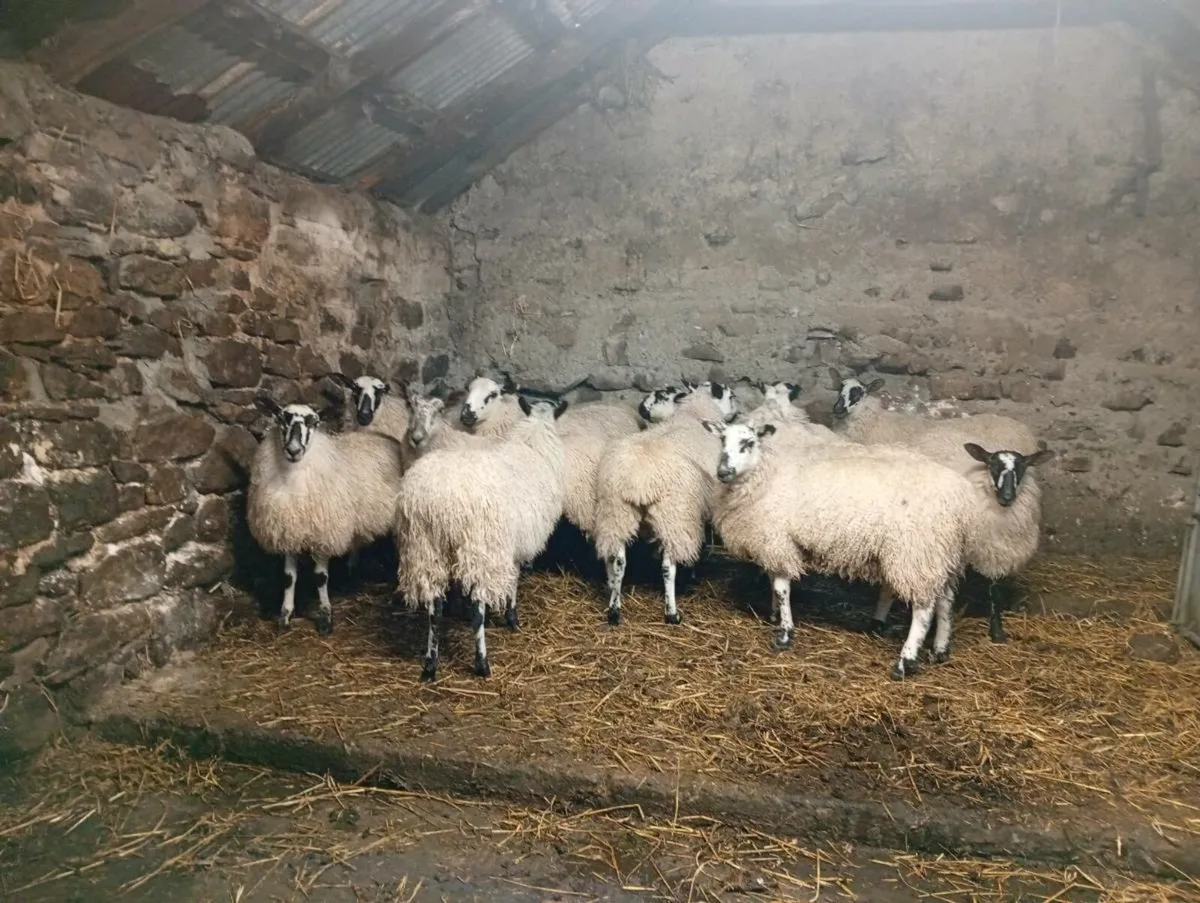 Mule ewe lambs - Image 4