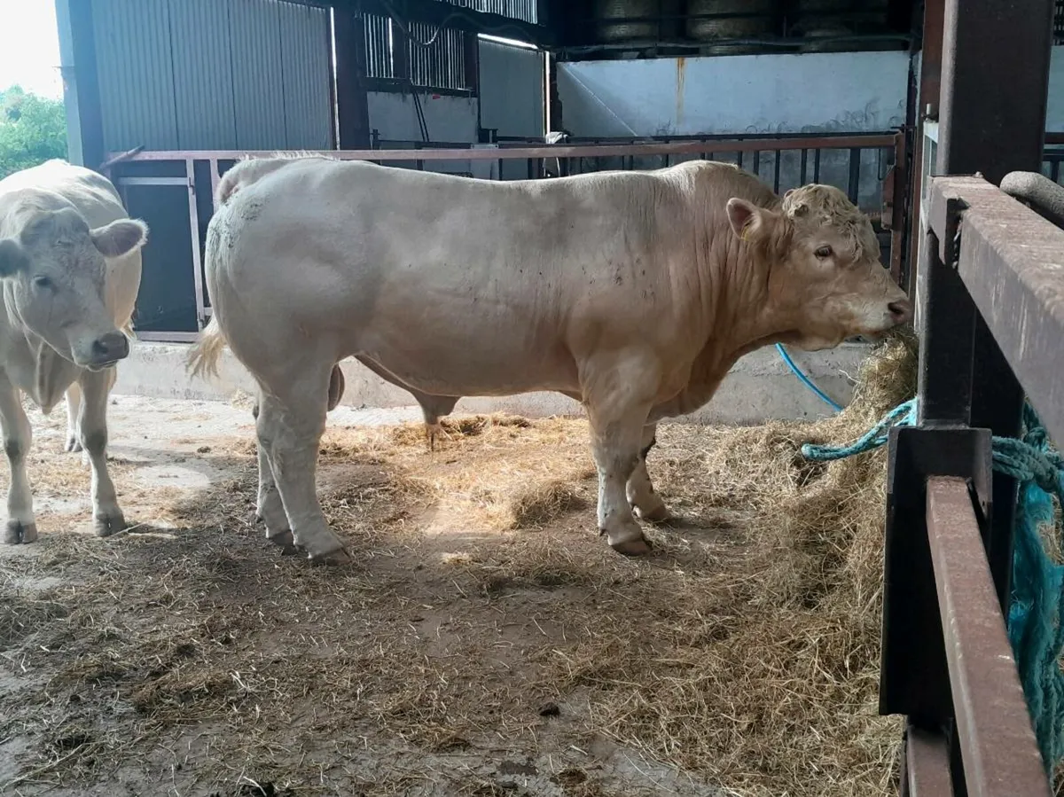Pedigree Charolais Bull - Image 1