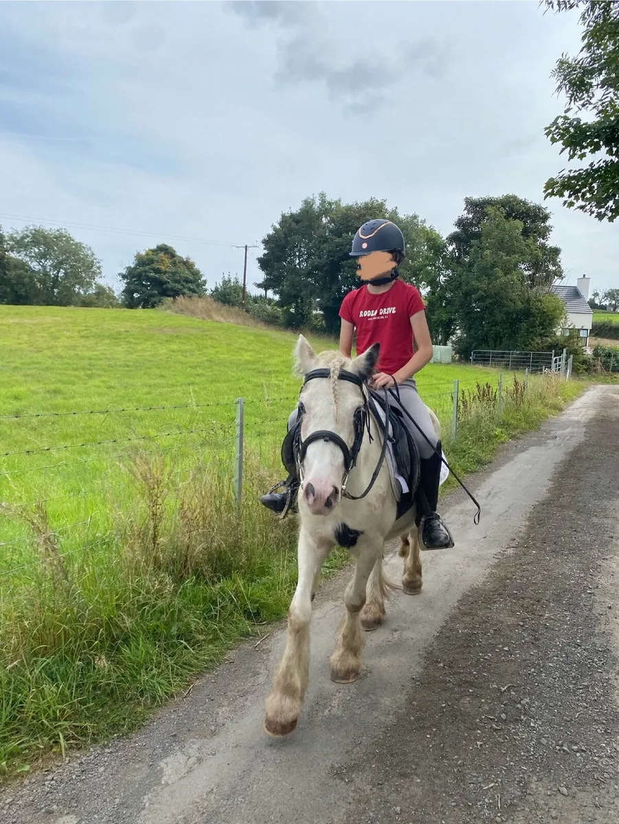 Connemara pony and kids pony - Image 4