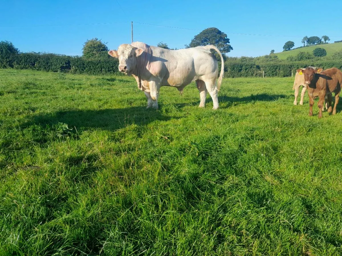 Pedigree Charolais Bull - Image 2