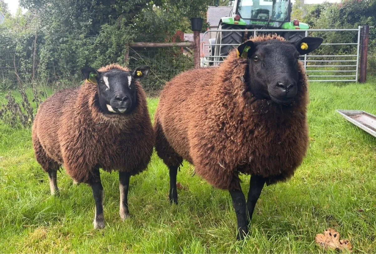 Dassenkop Ewe Lambs (Badger Face Texel) - Image 1