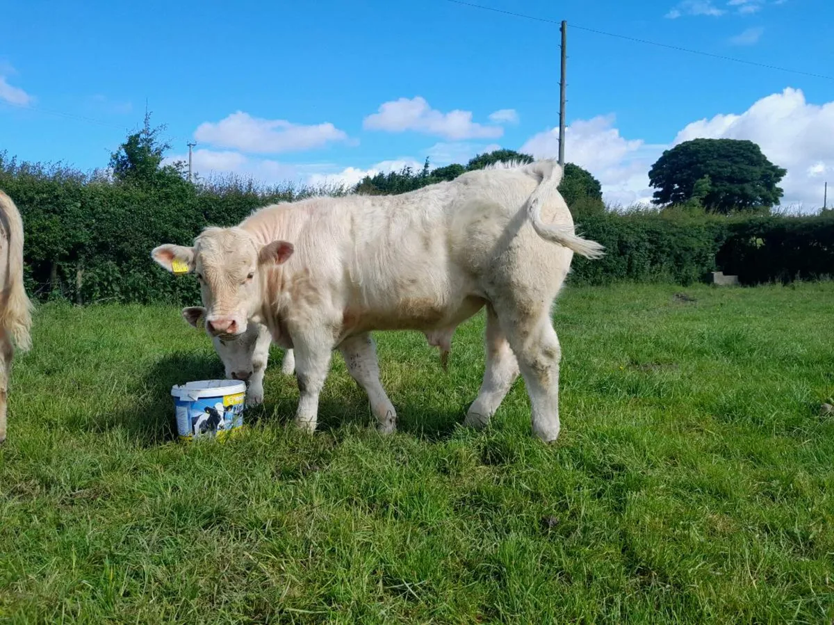 Pedigree Charolais Bull - Image 3
