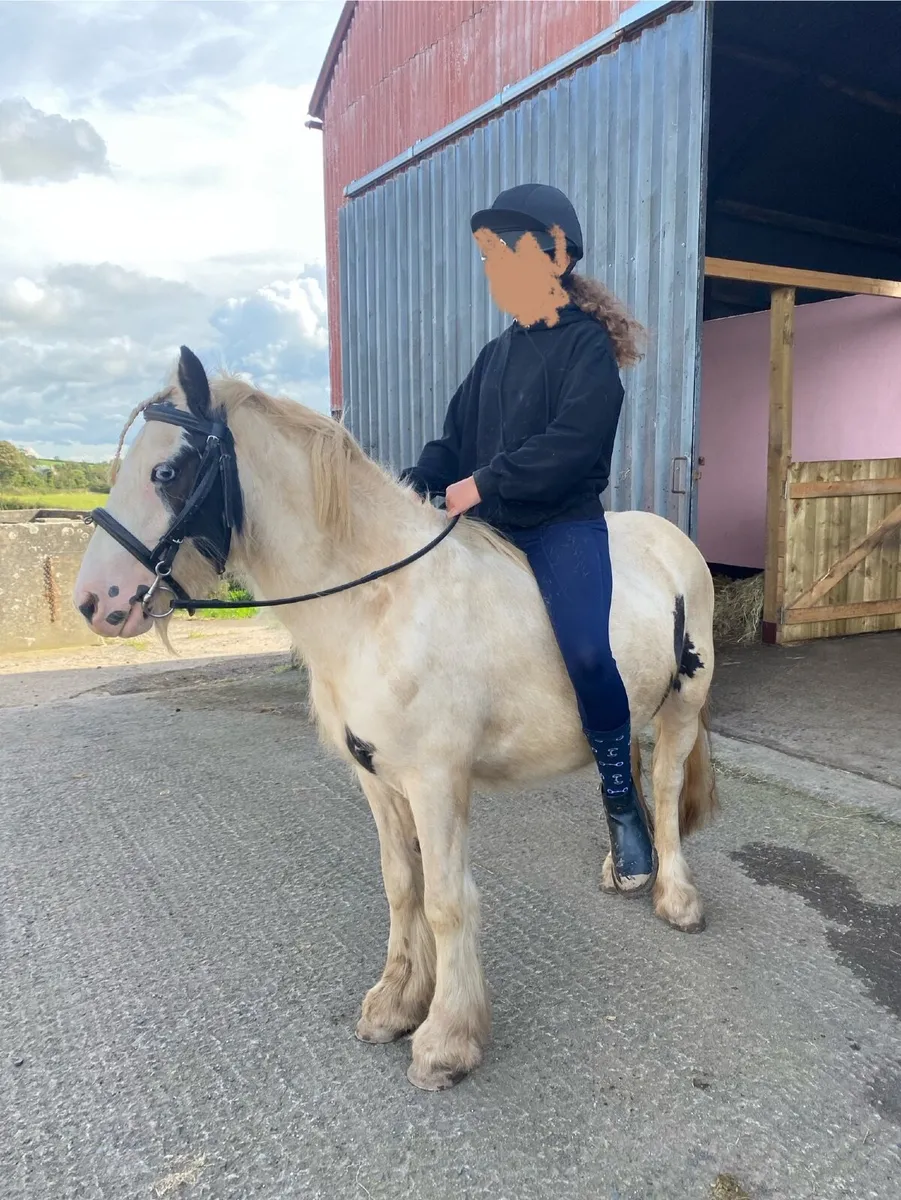 Kids pony & tb riding horse - Image 3
