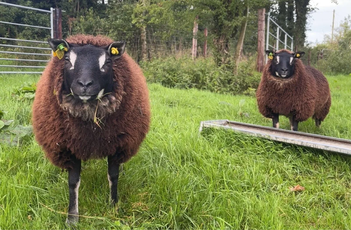 Dassenkop Ewe Lambs (Badger Face Texel) - Image 2