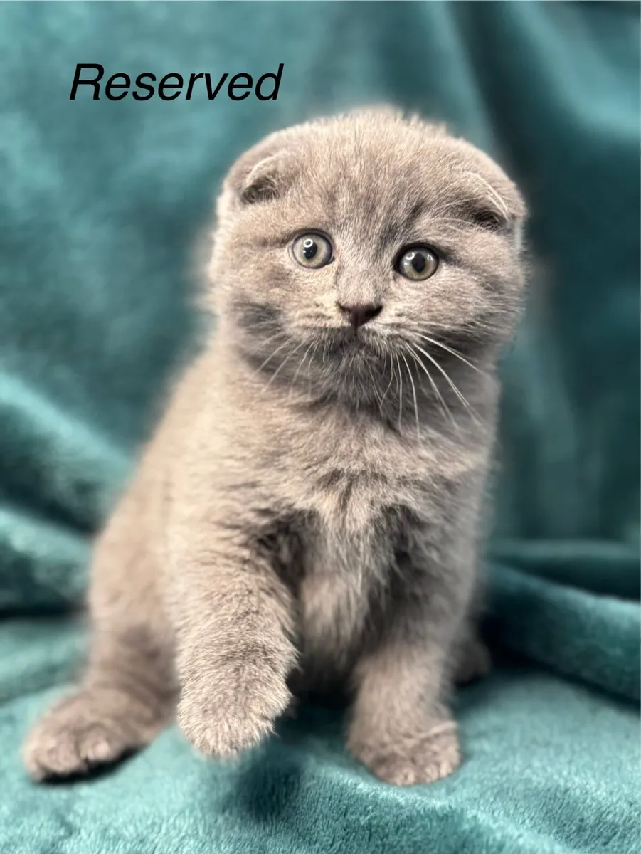 British/Scottish Fold kittens - Image 1