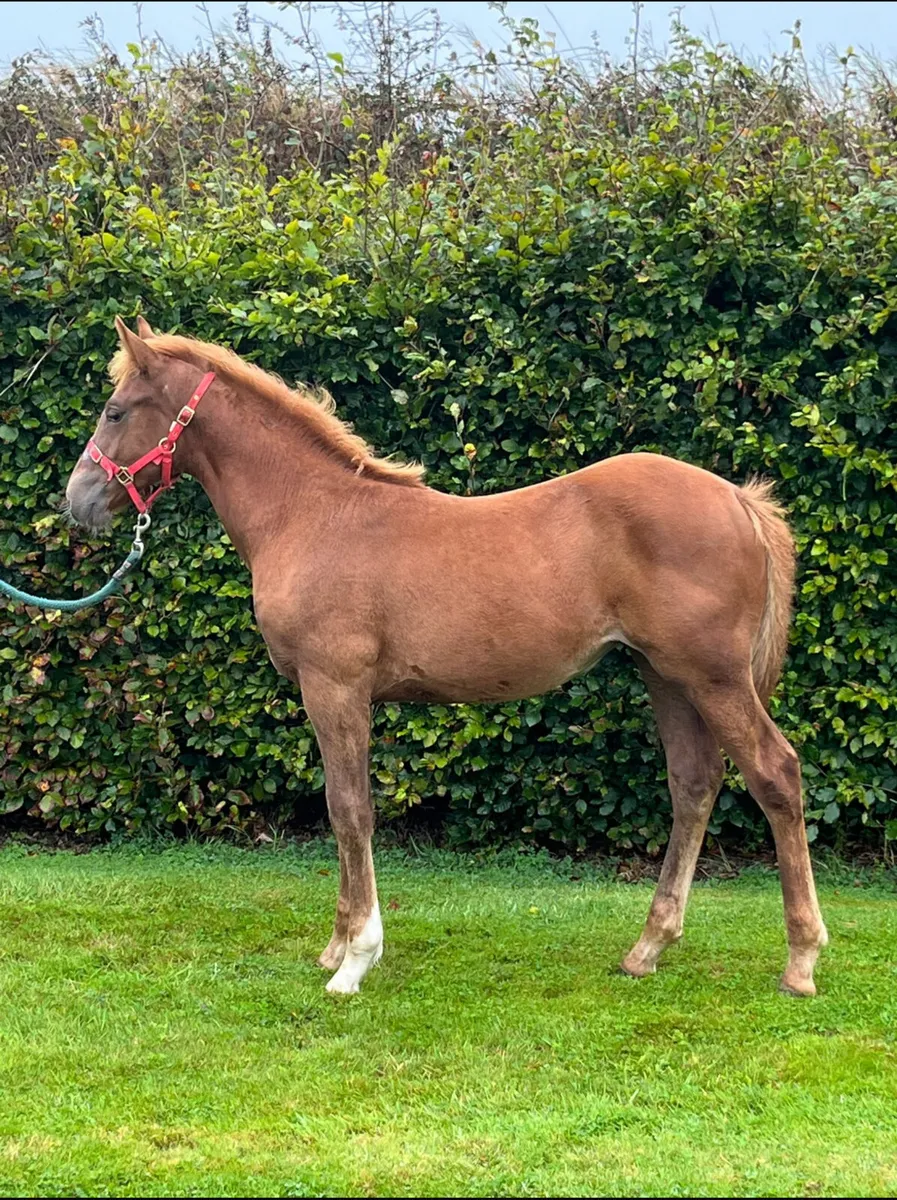 Hollypark Diamond RID  Filly Foal - Image 1