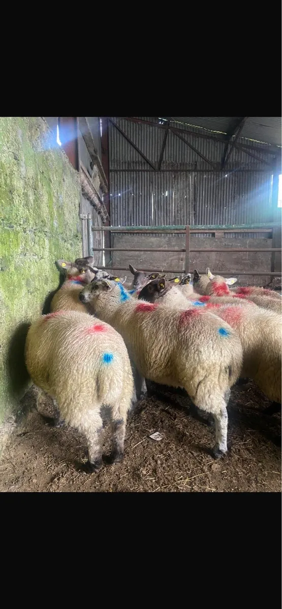 30 Speckle faced ewe lambs for sale - Image 1