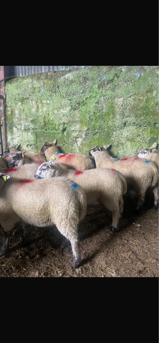 30 Speckle faced ewe lambs for sale - Image 2