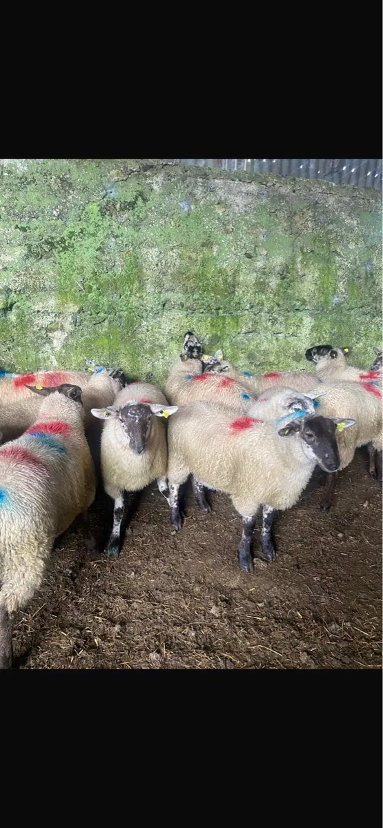 30 Speckle faced ewe lambs for sale - Image 3
