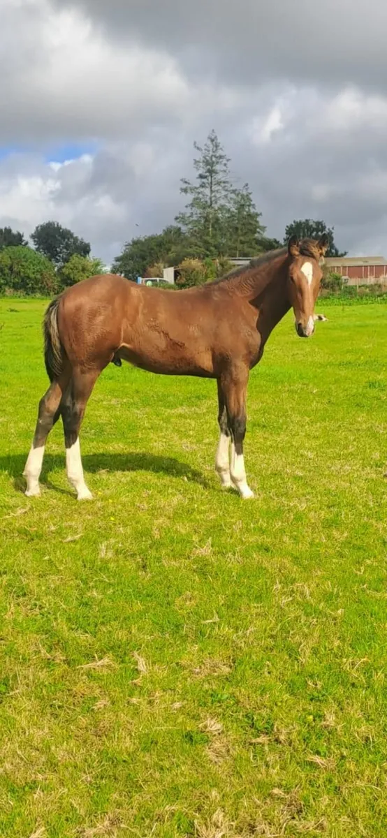 Irish Draught Colt Foal - Image 1