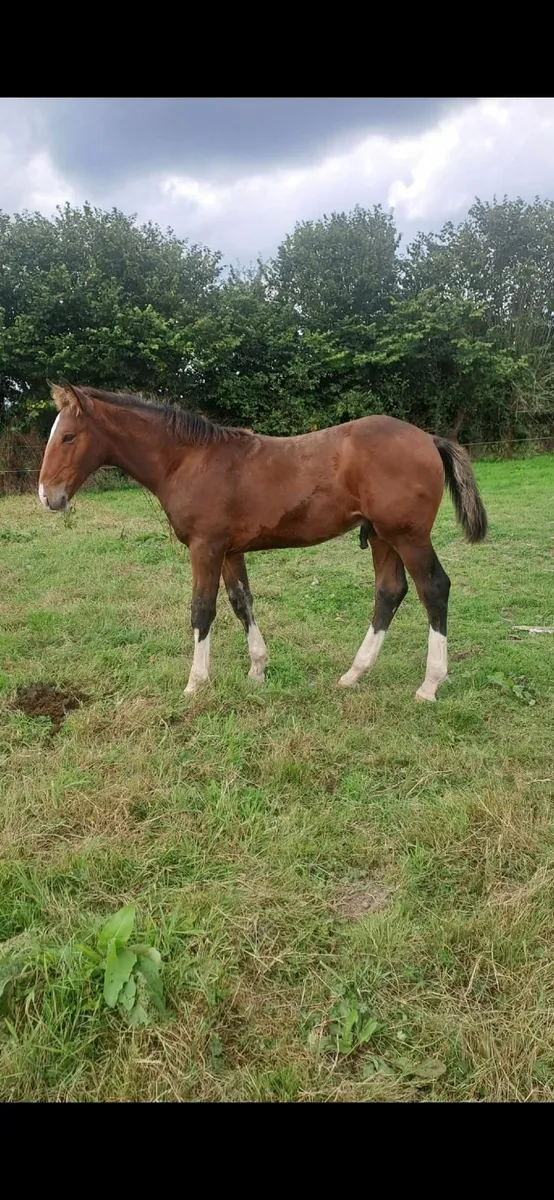 Irish Draught Colt Foal - Image 2