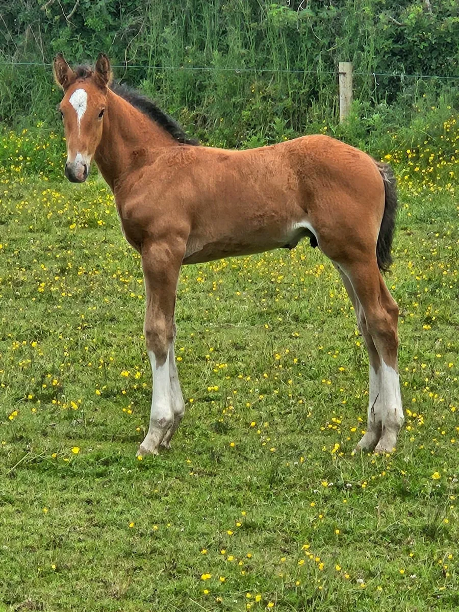 Irish Draught Colt Foal - Image 4