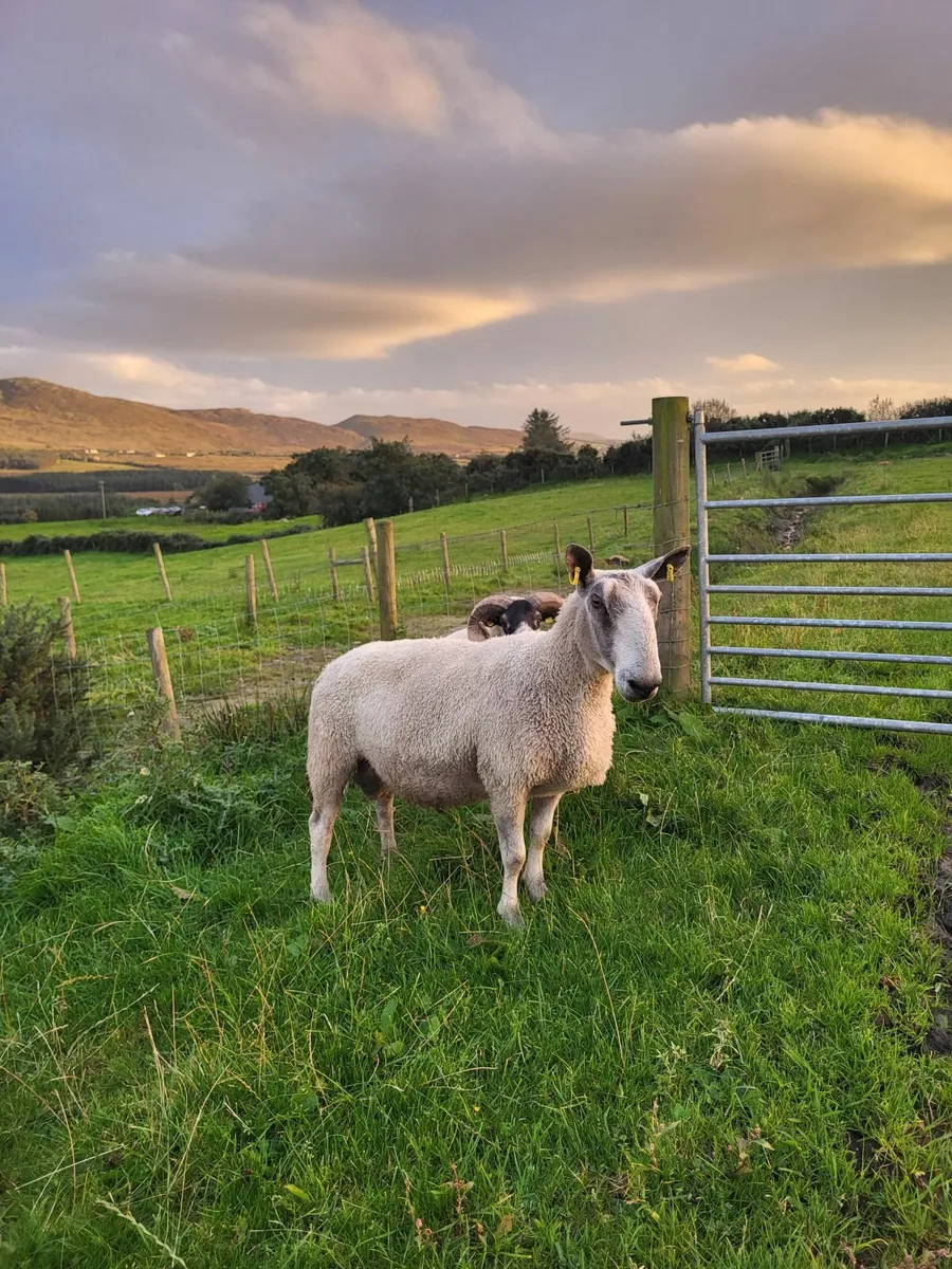 Blue leister ram - Image 1