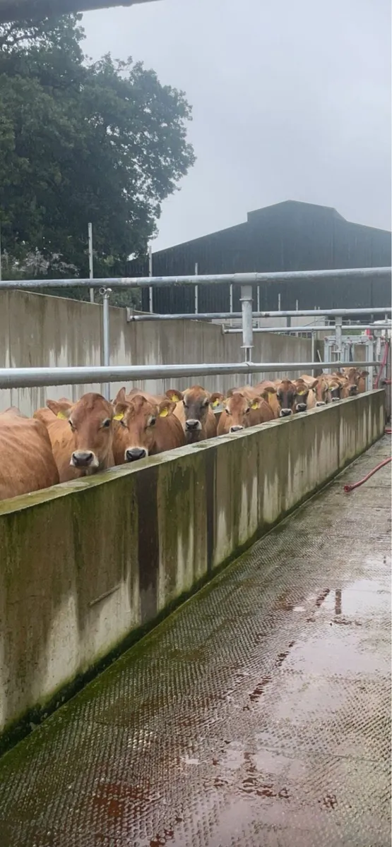 Jersey cows - Image 3
