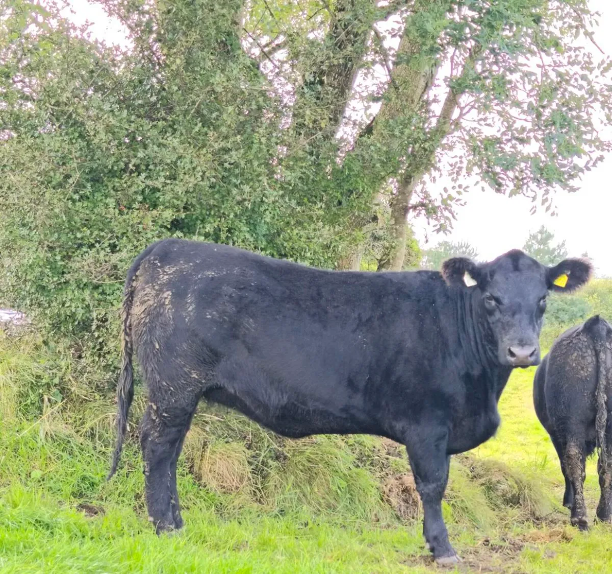 Pedigree Angus heifer - Image 2