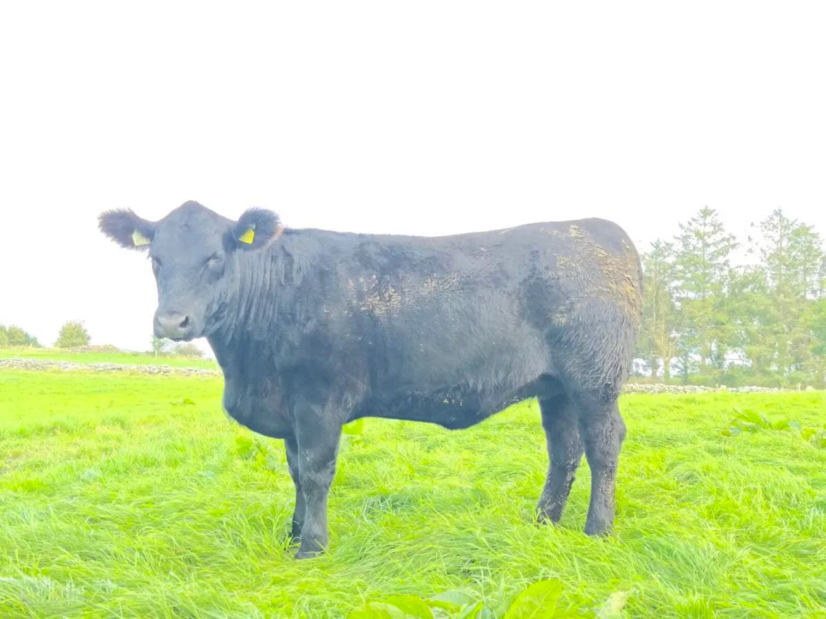 Pedigree Angus heifer - Image 3