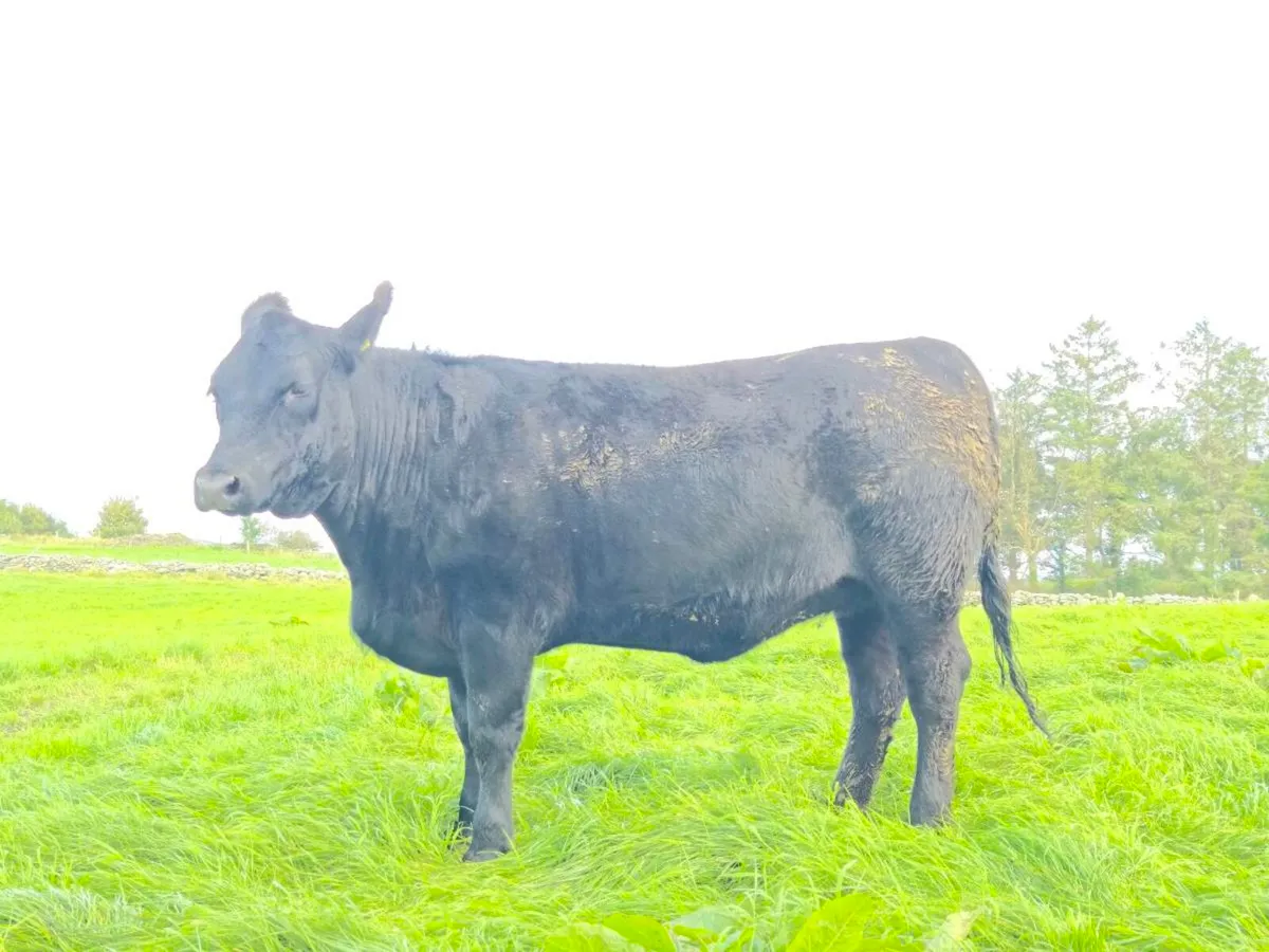 Pedigree Angus heifer - Image 4