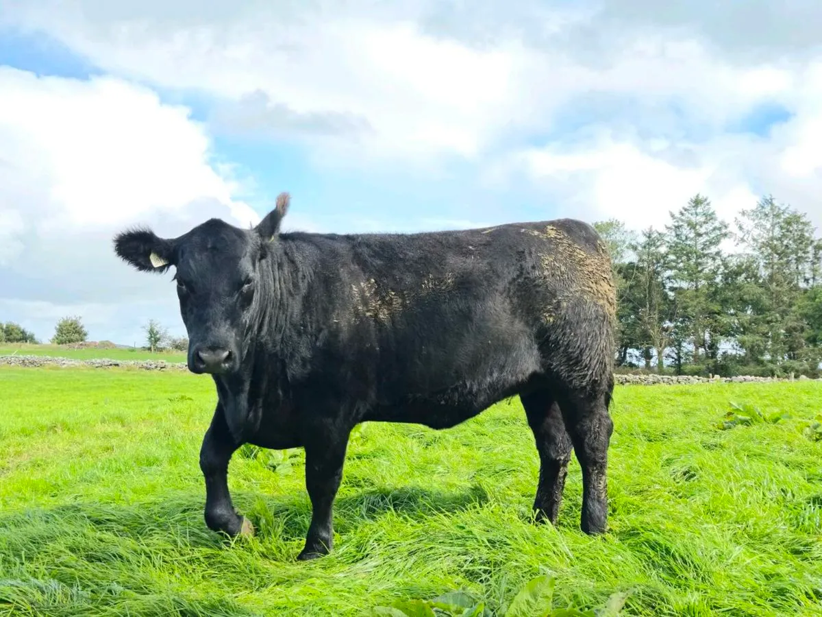 Pedigree Angus heifer - Image 1