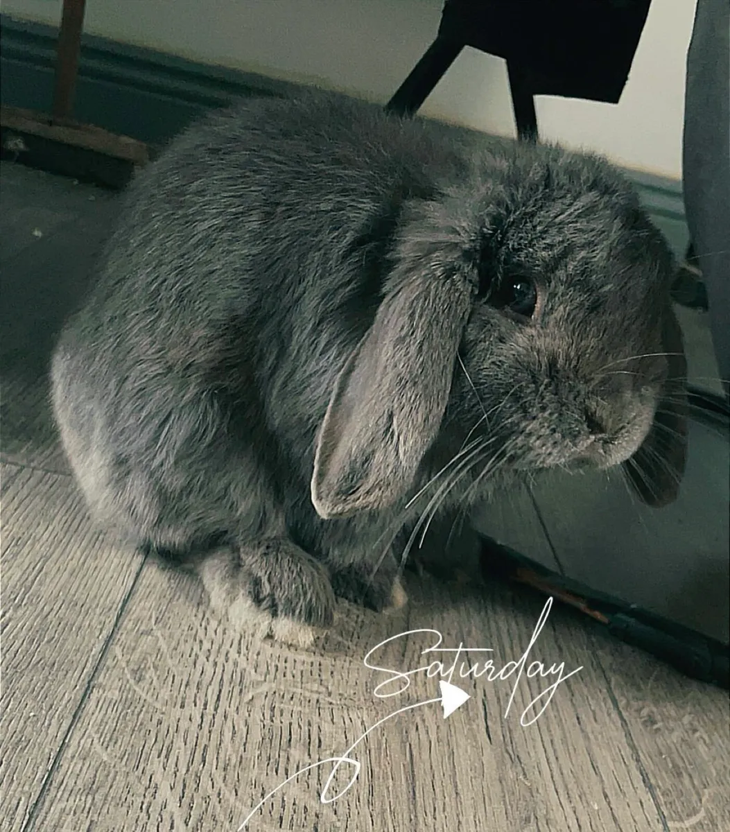 Mini Lop Bunny Rabbit - Image 1