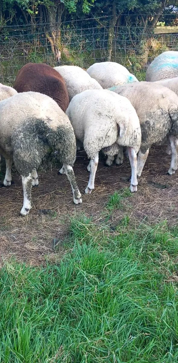 Rams for sale - Image 2