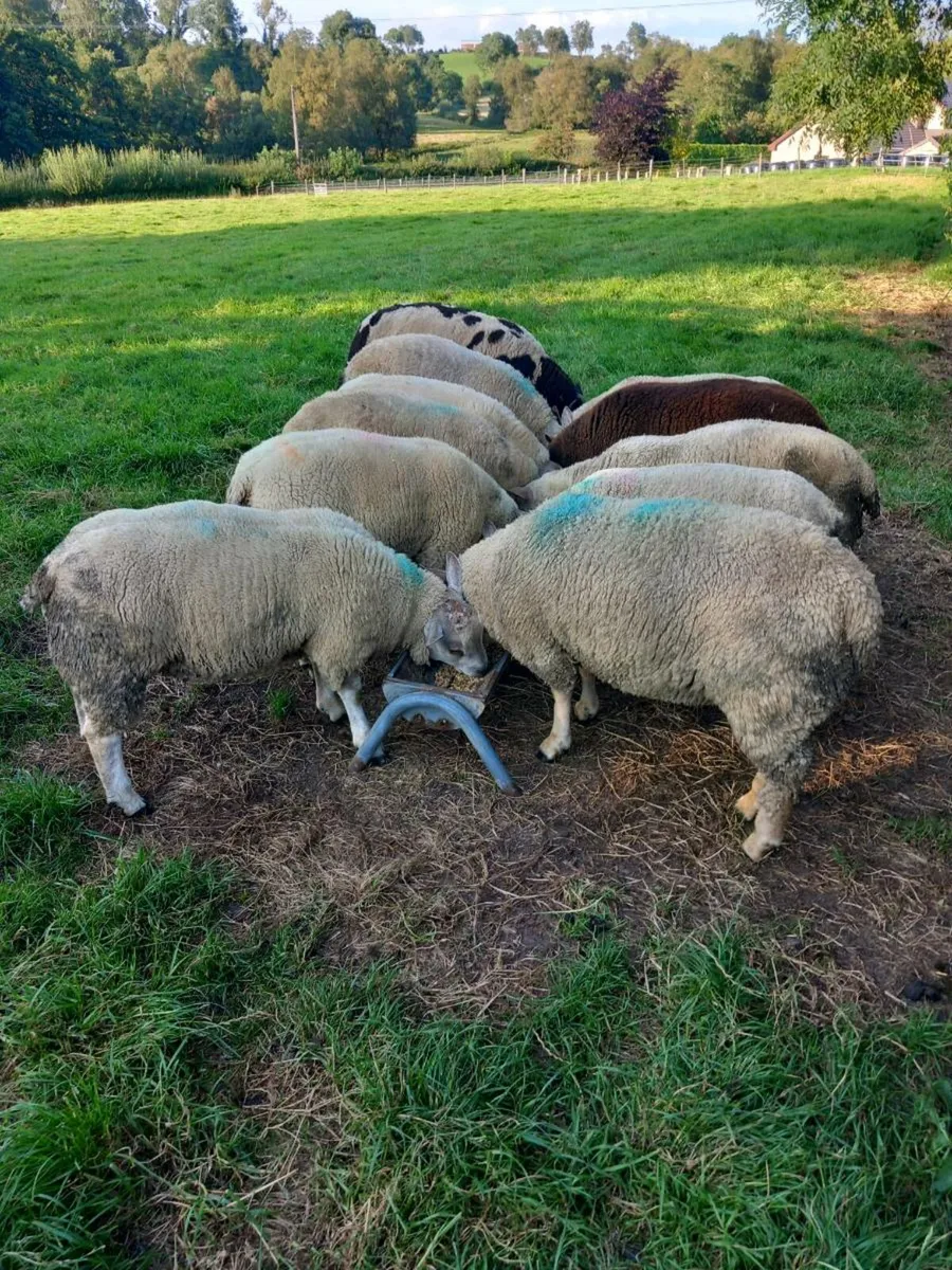 Rams for sale - Image 3