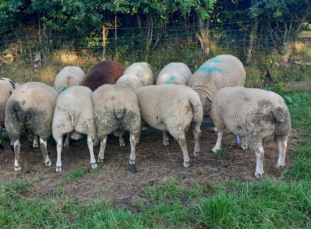 Rams for sale - Image 4