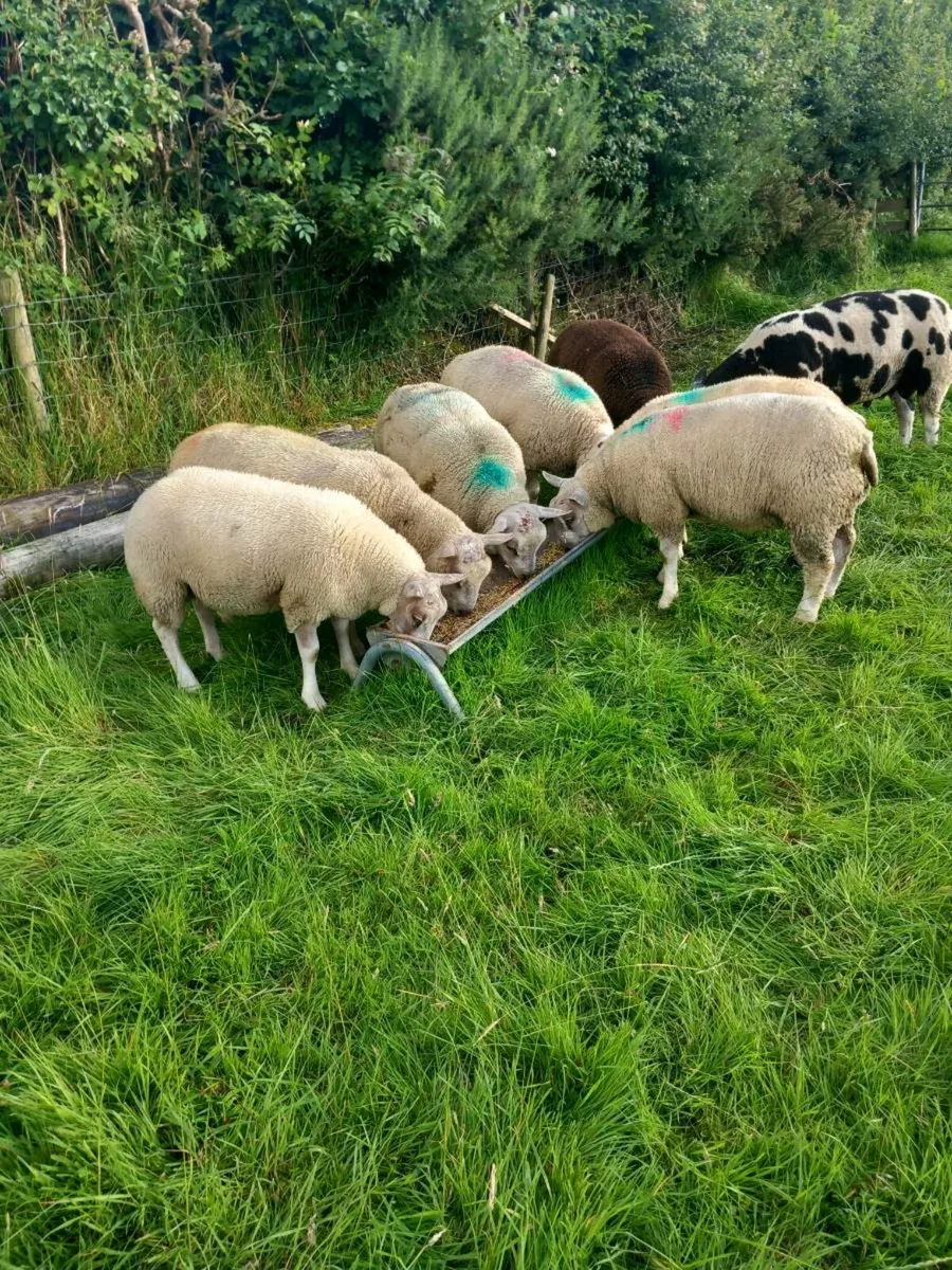 Rams for sale - Image 1