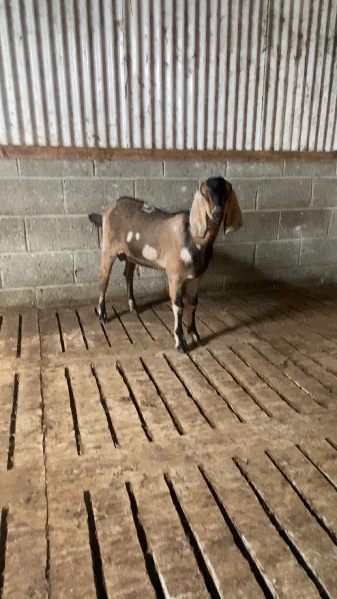 Selection of goats in kid ! - Image 4