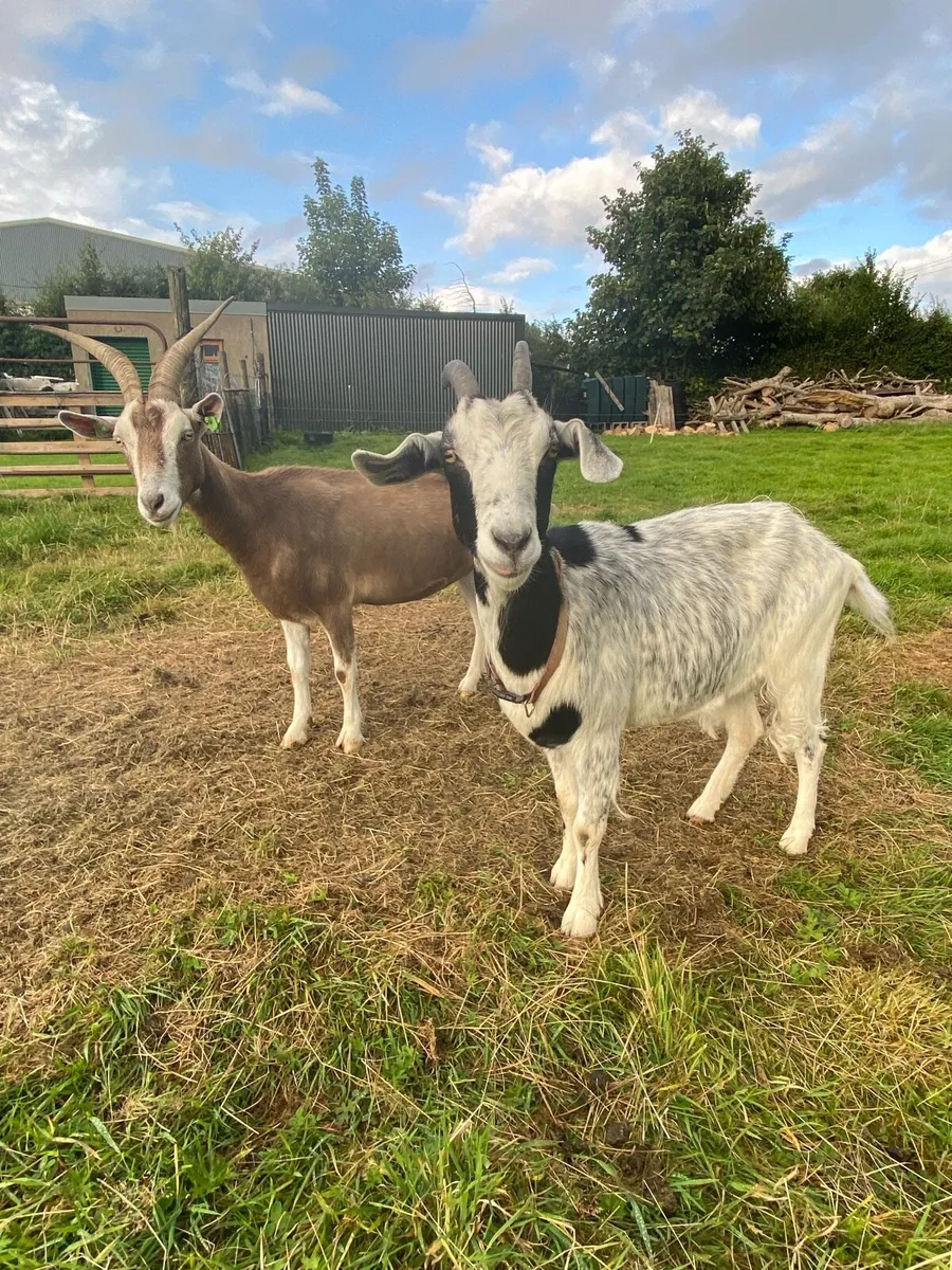 Selection of goats in kid ! - Image 1