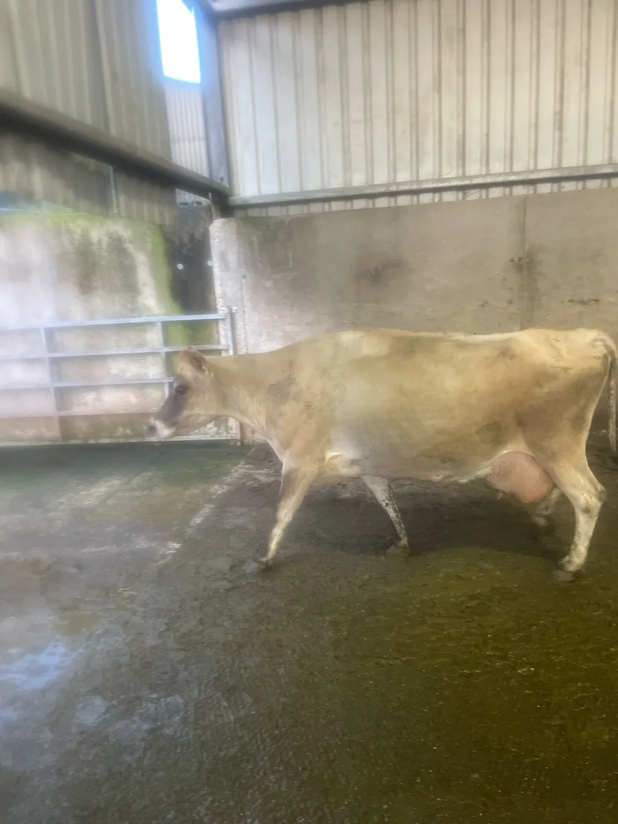 Jersey cows - Image 2