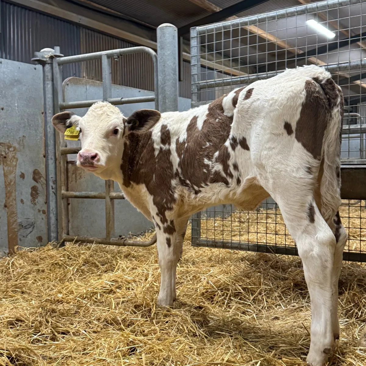 Simmental Heifers - Image 1