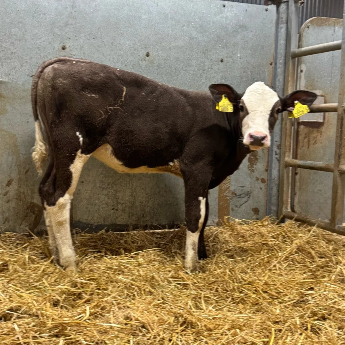 Simmental Heifers - Image 2