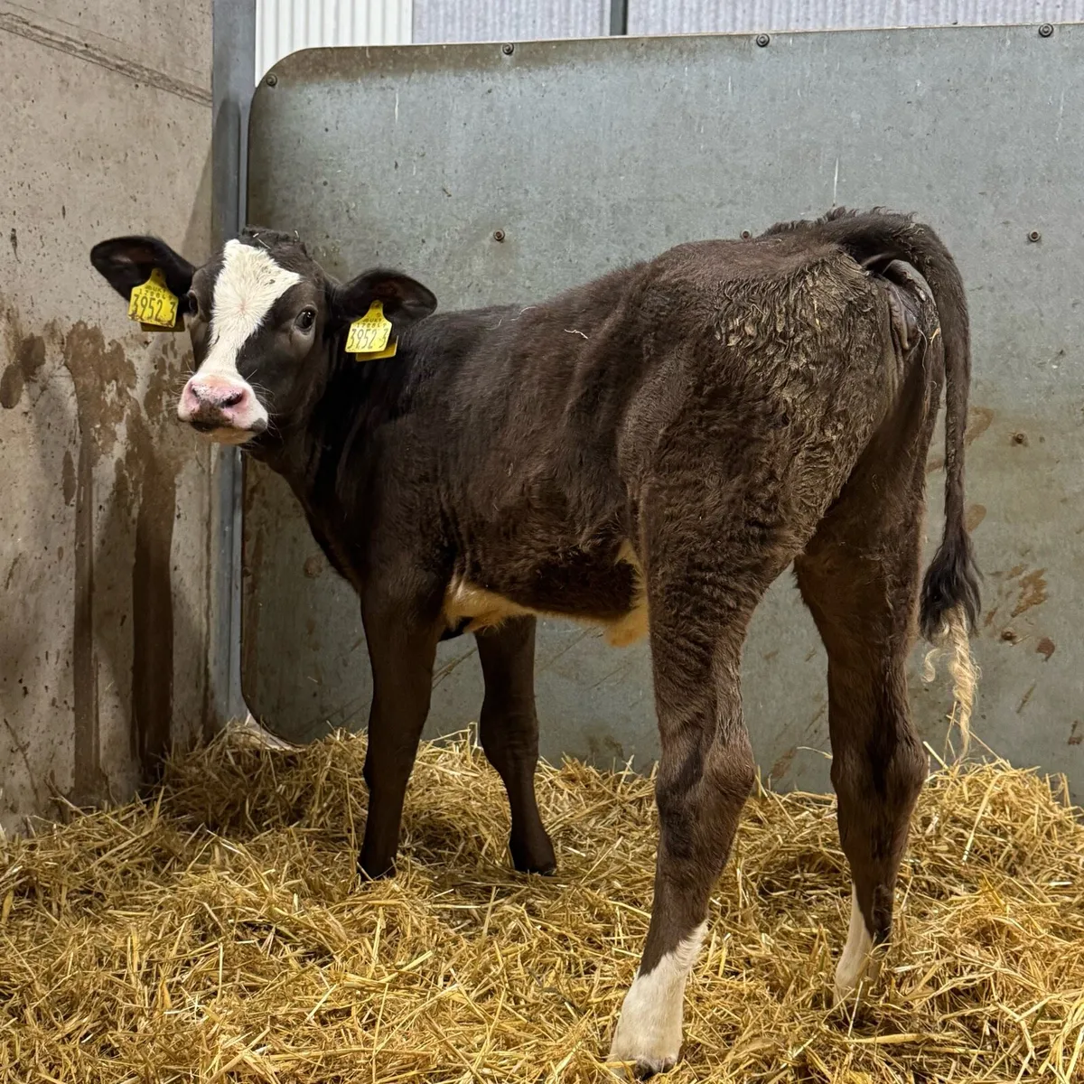 Simmental Heifers - Image 3