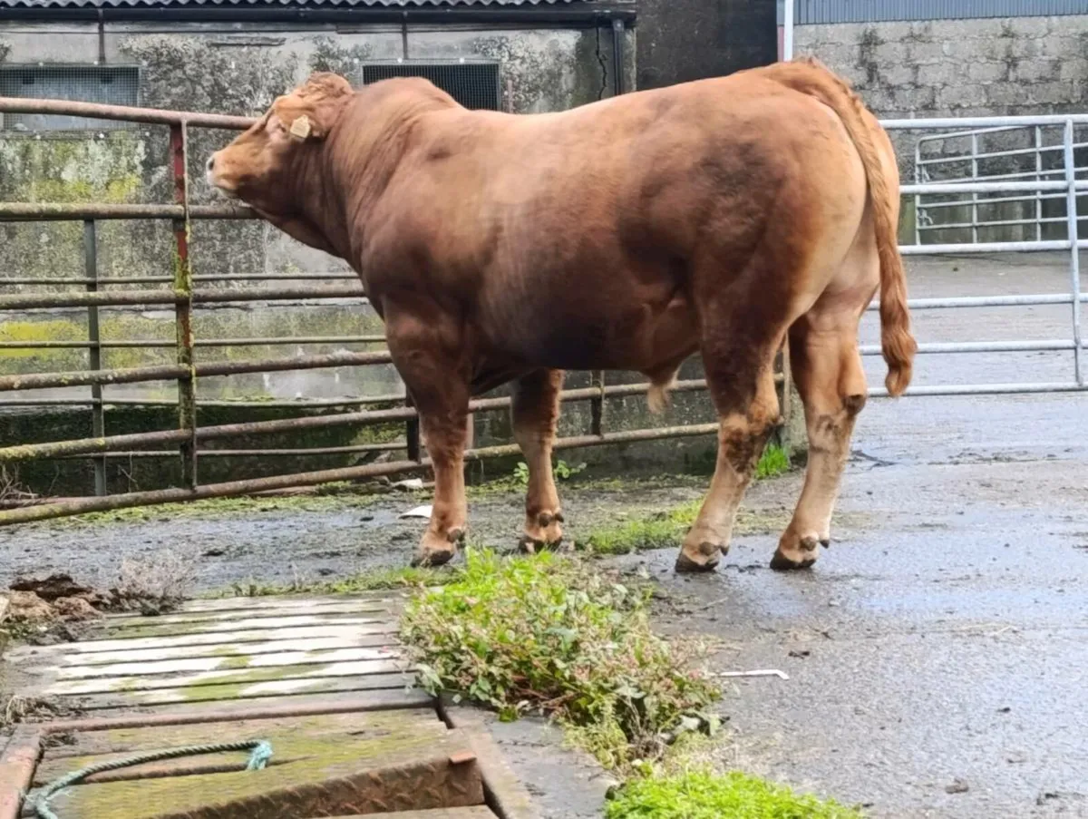 PB LIMOUSINE BULL - Image 4