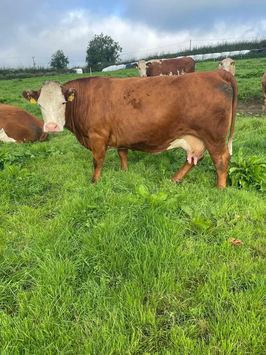 2 in calf cows - Image 1