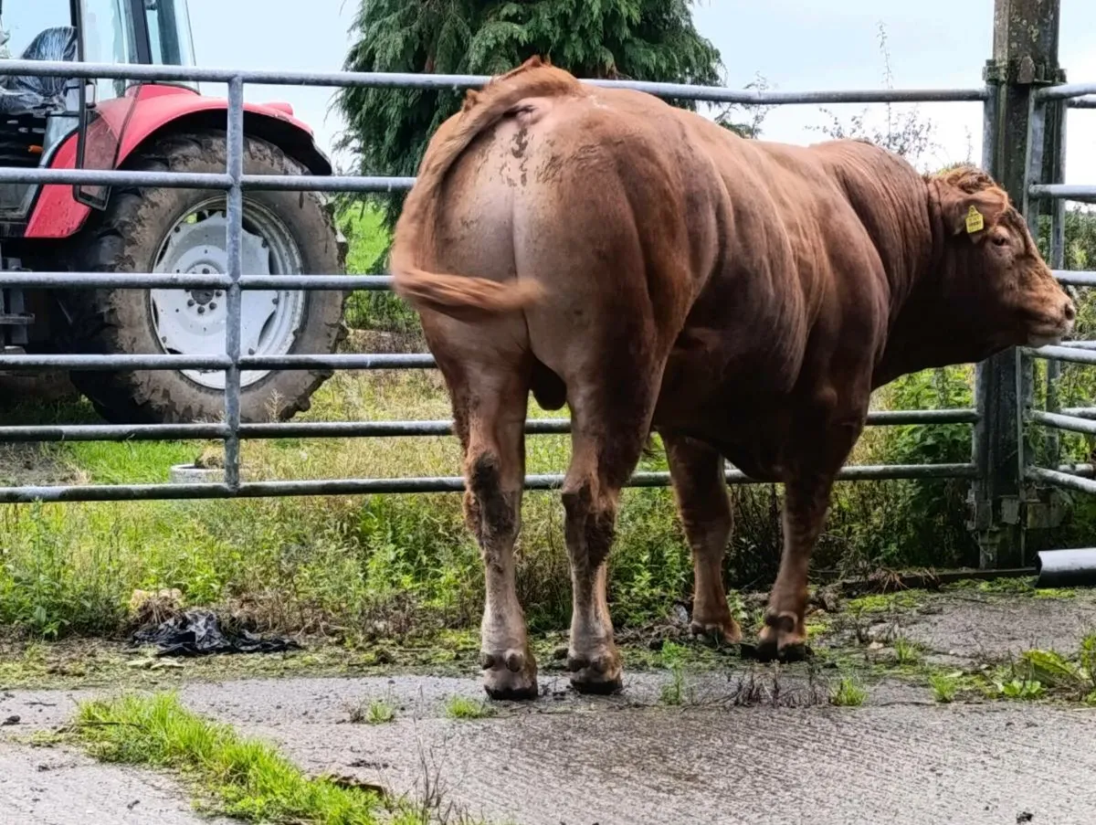 PB LIMOUSINE BULL - Image 2