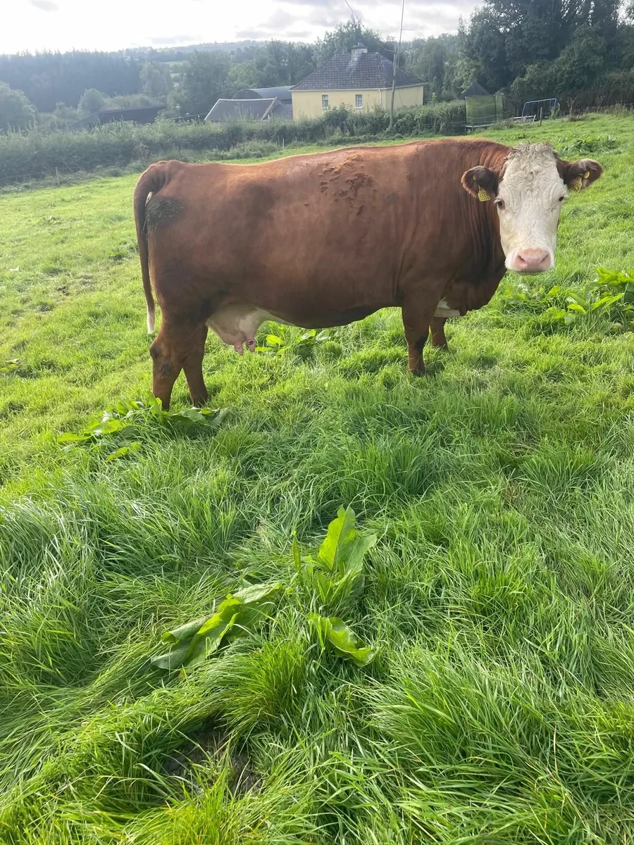 2 in calf cows - Image 2