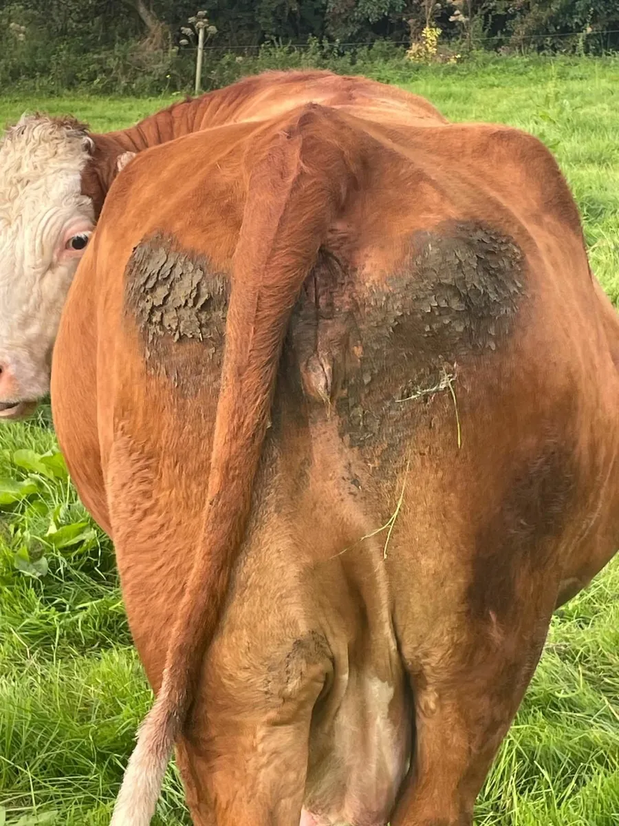 2 in calf cows - Image 3