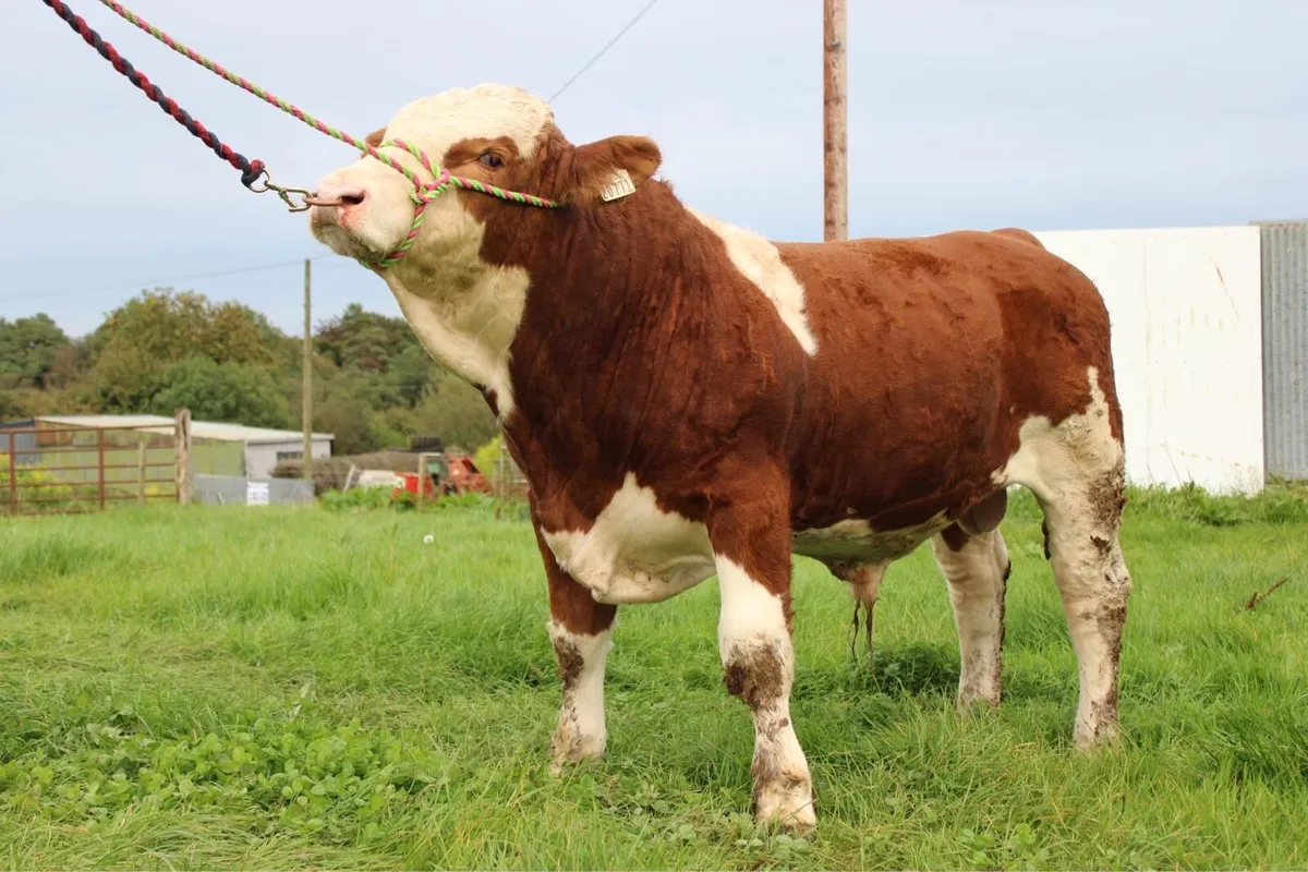 Young Simmental bull for sale - Image 1