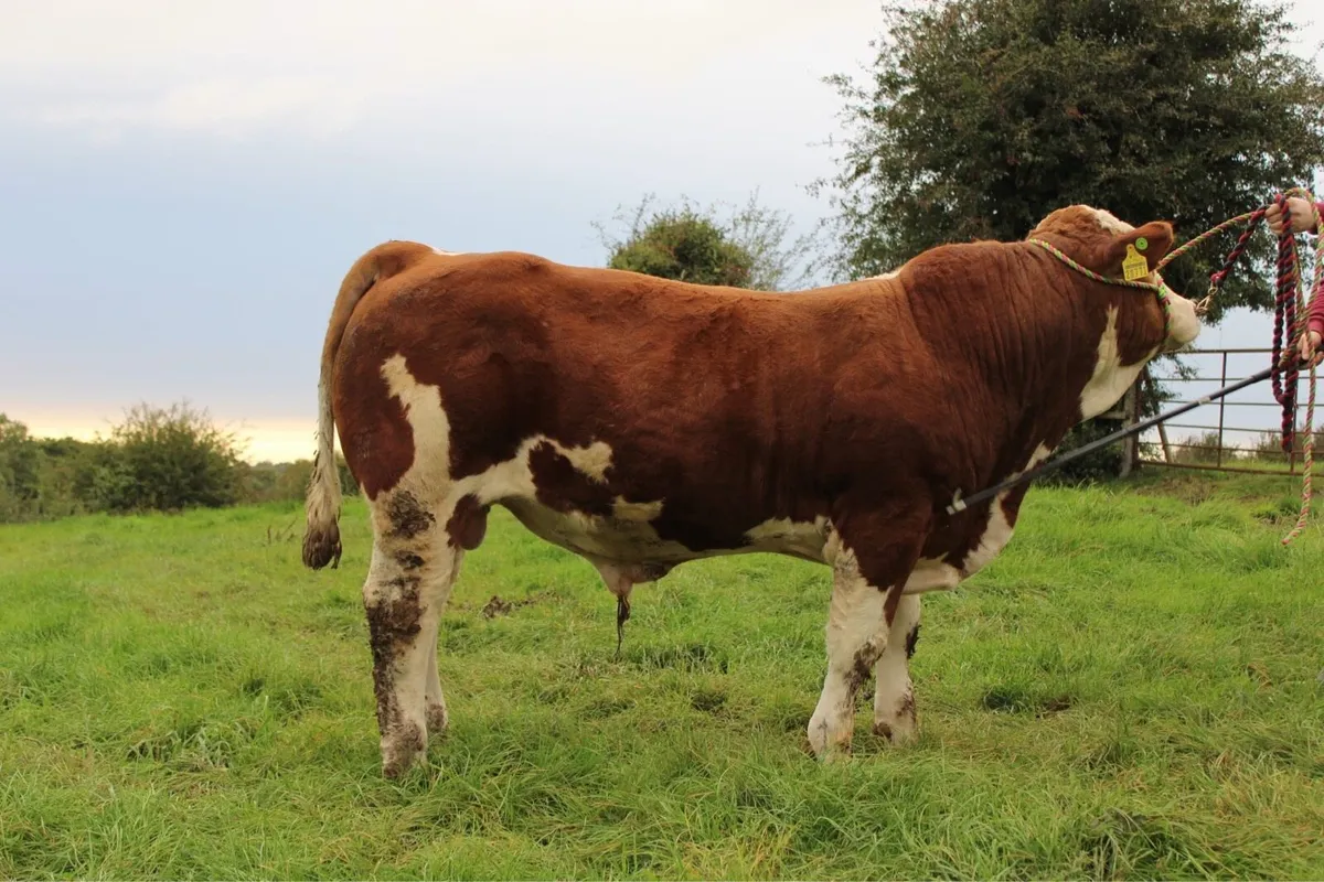 Young Simmental bull for sale - Image 2