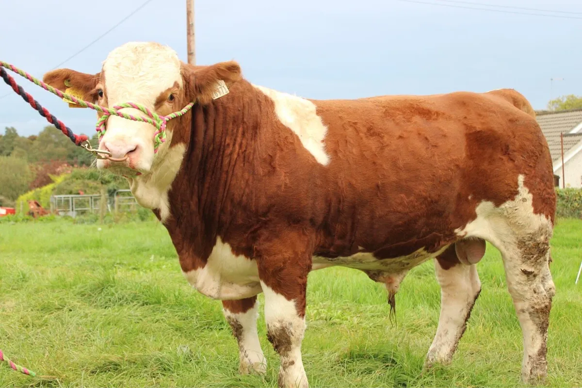 Young Simmental bull for sale - Image 3