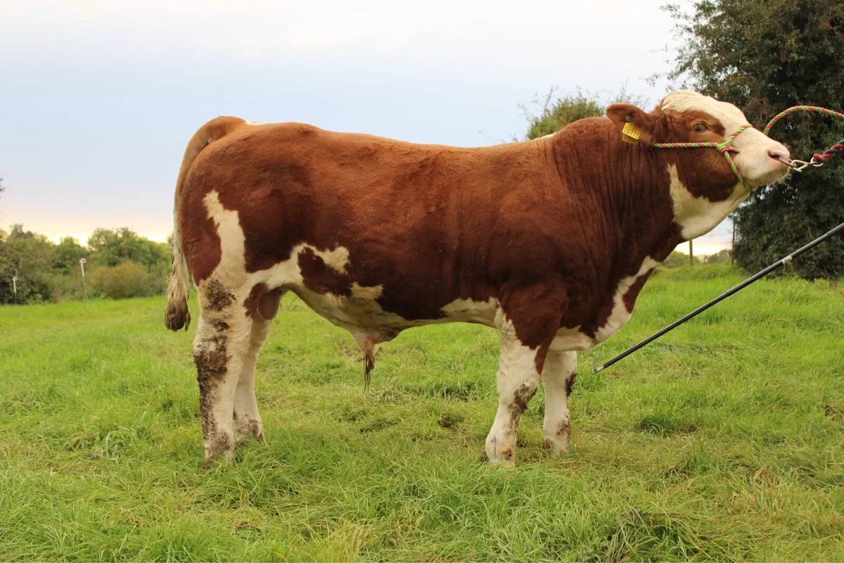 Young Simmental bull for sale - Image 4