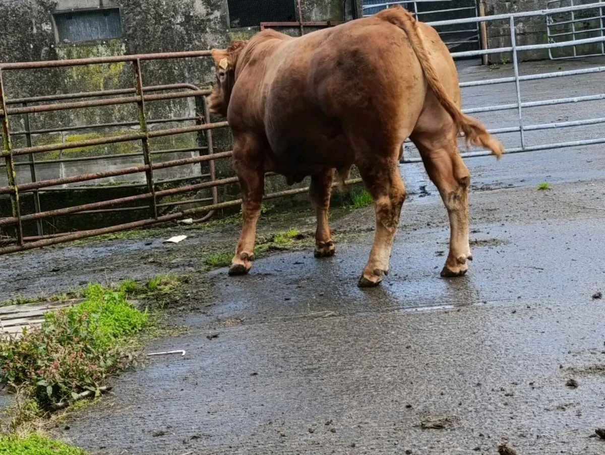 PB LIMOUSINE BULL - Image 3