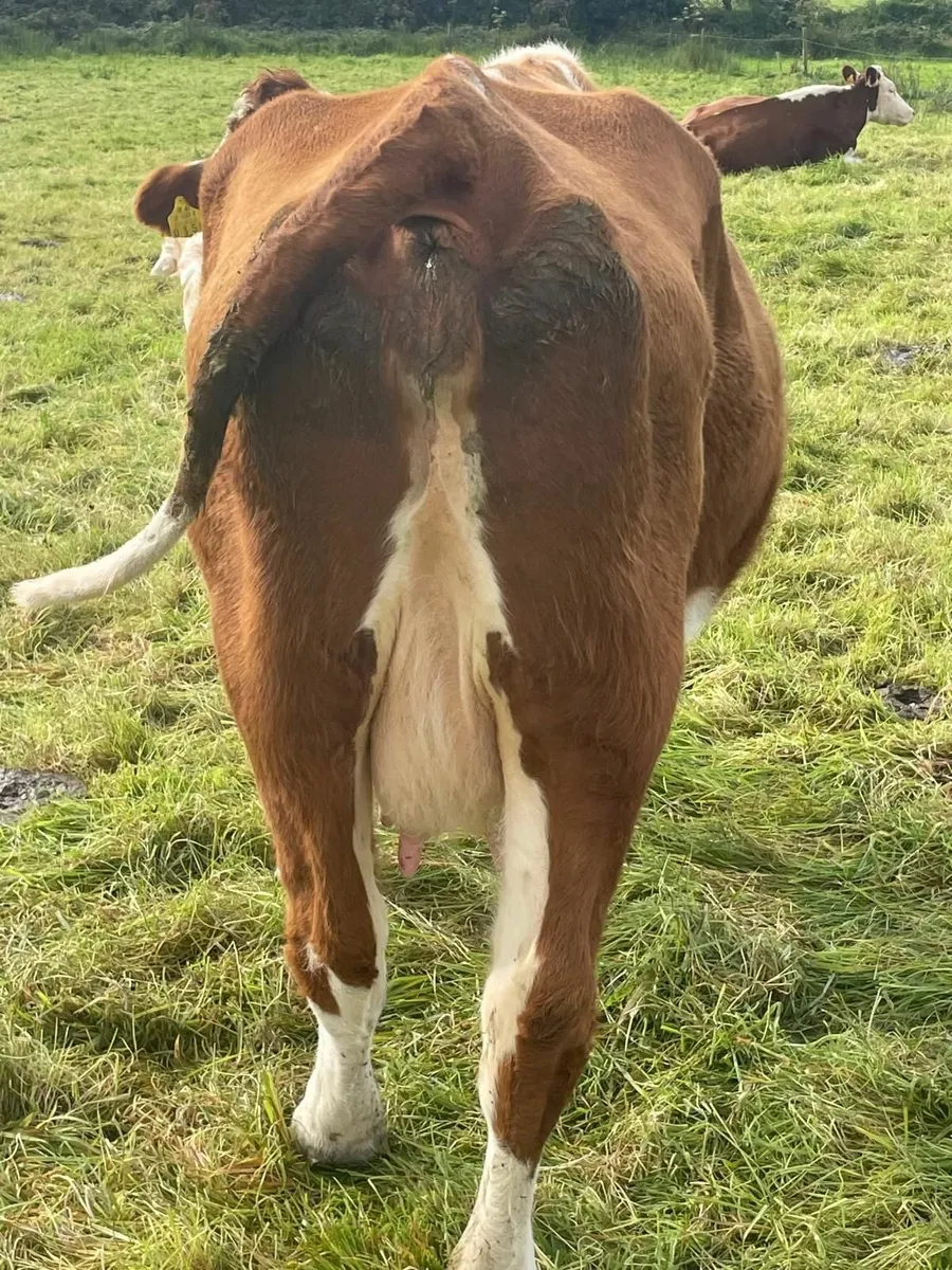 2 in calf cows - Image 4