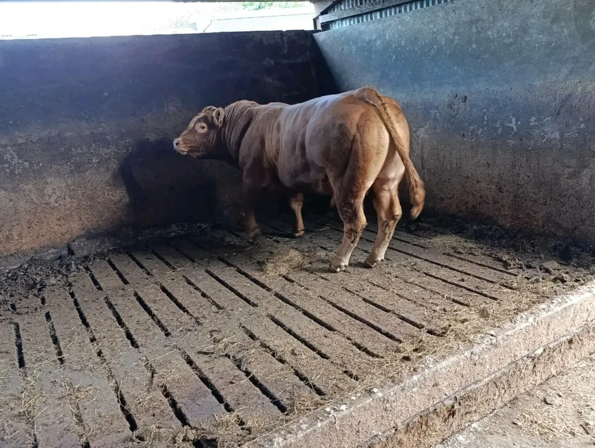 PB LIMOUSINE BULL - Image 1